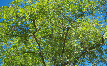 Картинка природа деревья