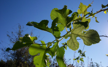 Картинка природа листья