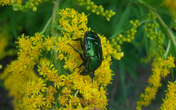 Картинка животные насекомые жуки