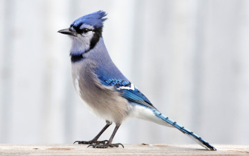 Картинка животные сойки хохолок оперение птичка