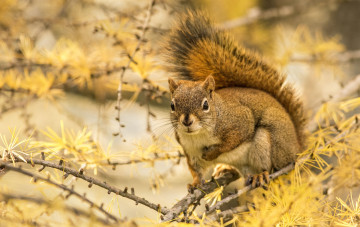 Картинка животные белки хвост зверек