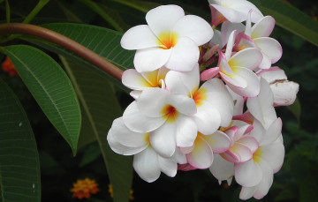 Картинка цветы плюмерия тропики