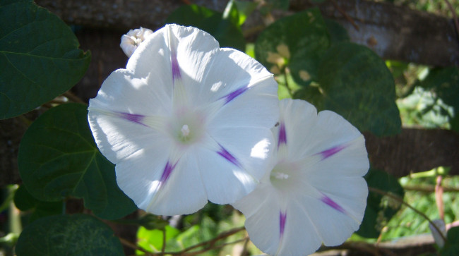 Обои картинки фото цветы, вьюнки, ипомеи