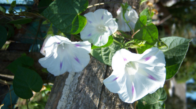 Обои картинки фото цветы, вьюнки, ипомеи