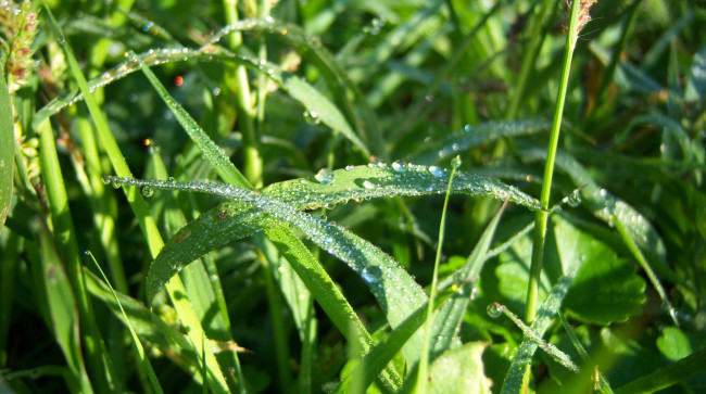 Обои картинки фото природа, макро, луга