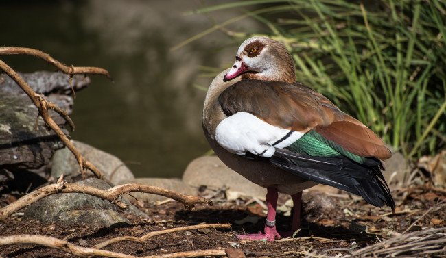 Обои картинки фото животные, утки, сучья, трава, утка