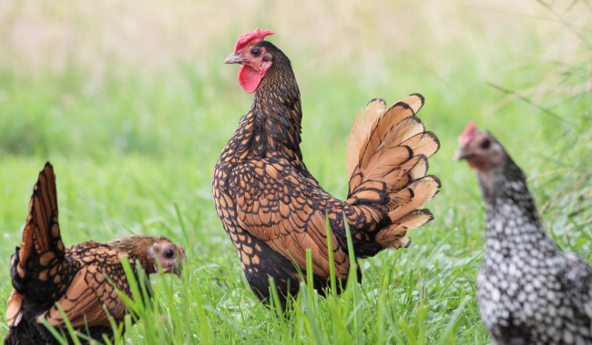 Обои картинки фото животные, куры, петухи, пктух, луг, трава