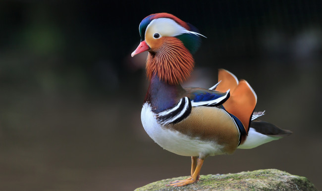 Обои картинки фото животные, утки, утка, окрас, мандаринка