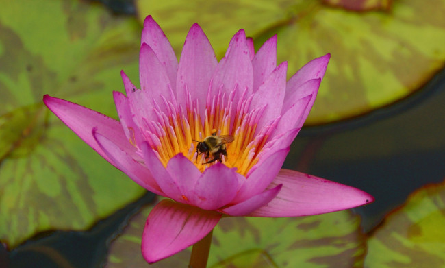 Обои картинки фото животные, пчелы, осы, шмели, шмель, цветок