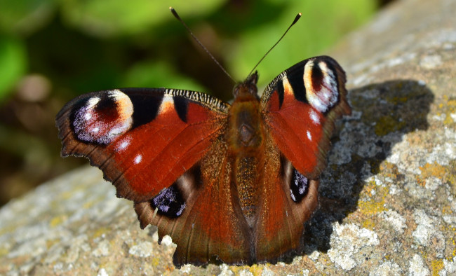 Обои картинки фото животные, бабочки, бабочка