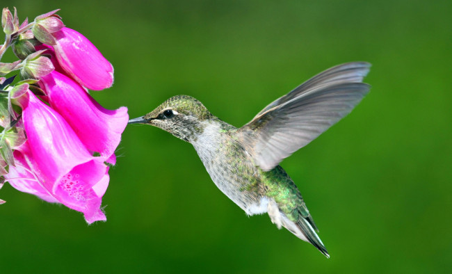 Обои картинки фото животные, колибри, цветок