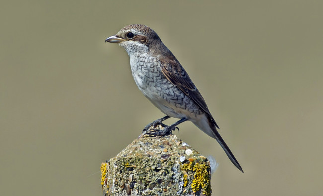 Обои картинки фото животные, птицы, птичка, столб