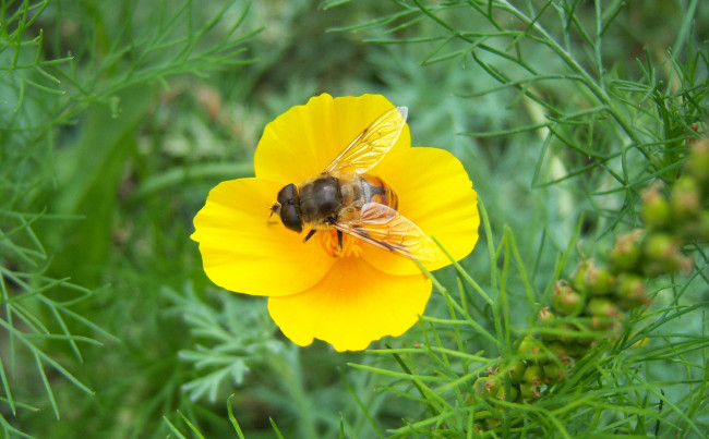 Обои картинки фото животные, пчелы, осы, шмели