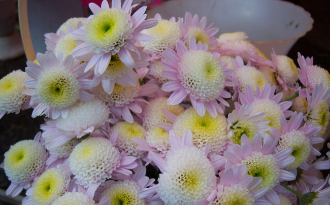 Обои картинки фото цветы, хризантемы