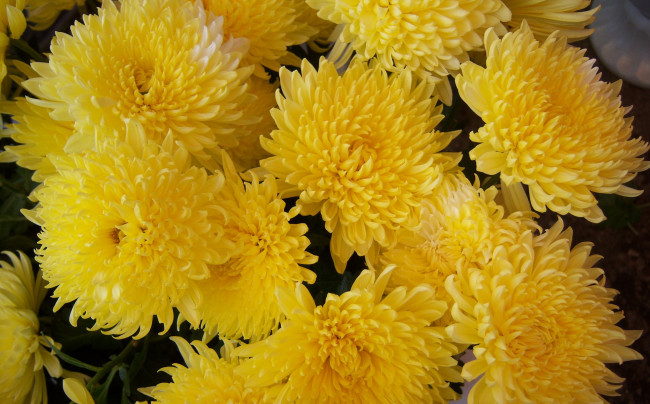 Обои картинки фото цветы, хризантемы