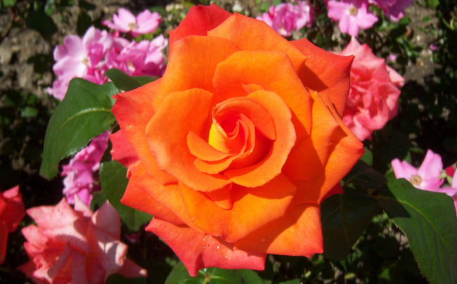 Обои картинки фото цветы, розы