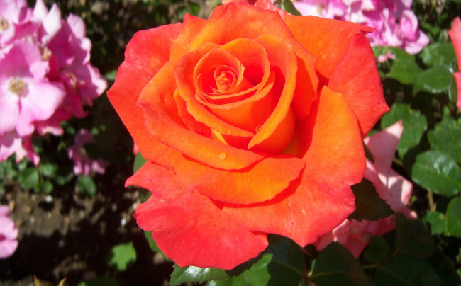 Обои картинки фото цветы, розы