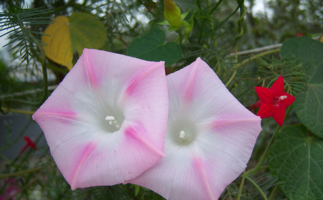 Обои картинки фото цветы, вьюнки, ипомеи