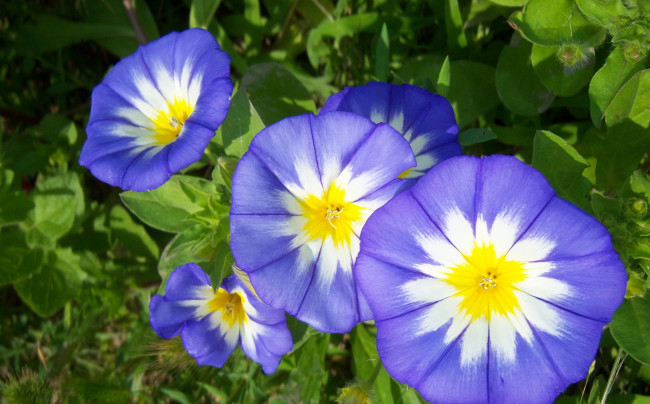 Обои картинки фото цветы, вьюнки, ипомеи