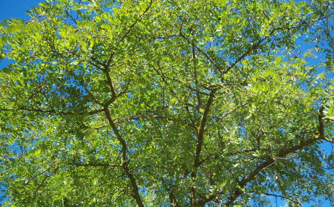 Обои картинки фото природа, деревья