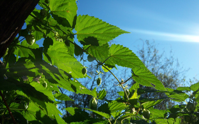 Обои картинки фото природа, листья