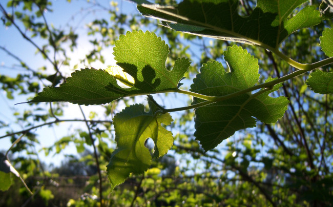 Обои картинки фото природа, листья