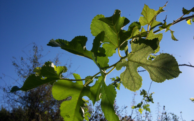 Обои картинки фото природа, листья