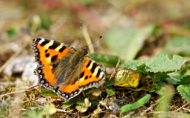 Обои картинки фото животные, бабочки, бабочка, листья