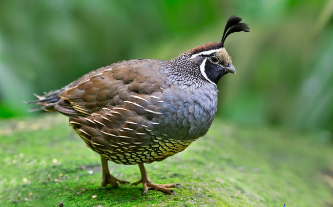 Обои картинки фото животные, куропатки, рябчики, перепела, птичка, оперение, хохолок