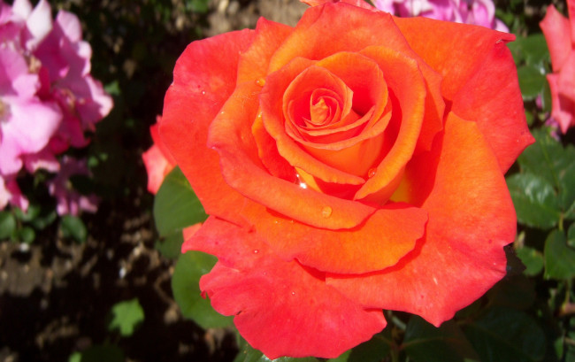 Обои картинки фото цветы, розы