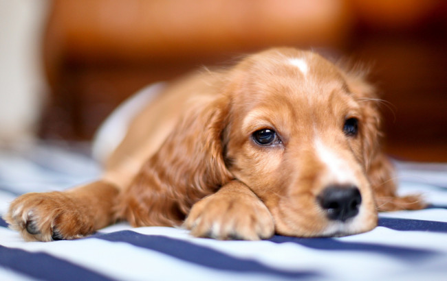 Обои картинки фото животные, собаки, мордашка, глаза, взгляд, собака