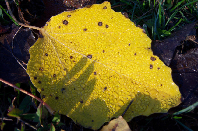 Обои картинки фото природа, листья