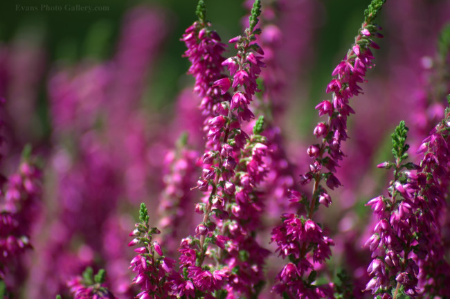 Обои картинки фото цветы, вереск, эрики, малиновый