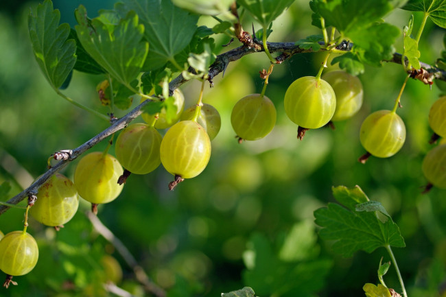 Обои картинки фото природа, Ягоды, крыжовник