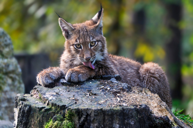 Обои картинки фото животные, рыси, пень, детёныш, рысёнок