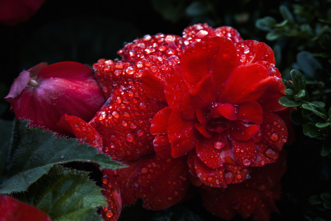 Обои картинки фото цветы, бегония, красный, капли