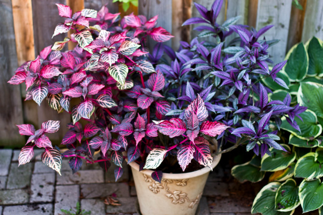 Обои картинки фото цветы, колеусы, каладиумы, листья