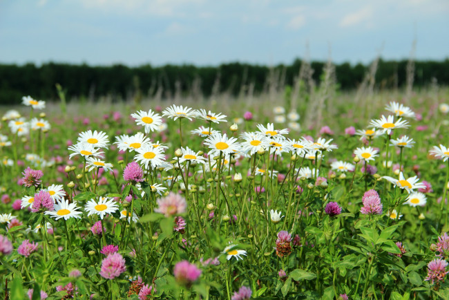 Обои картинки фото цветы, луговые, полевые, ромашки, клевер, луг