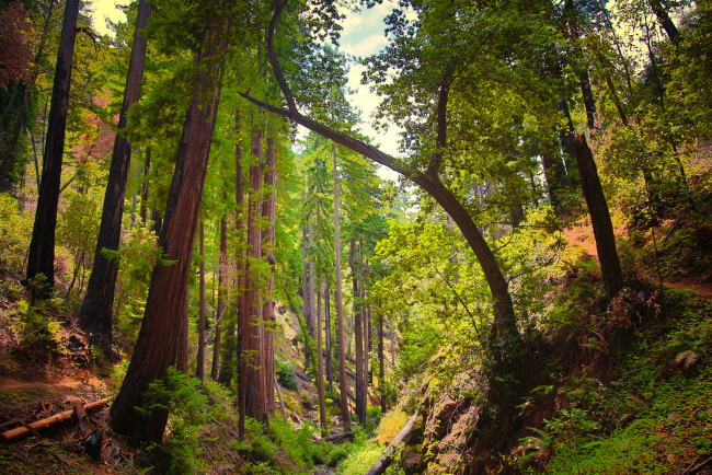 Обои картинки фото природа, лес, чаща