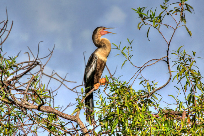Обои картинки фото животные, Чайки, бакланы, крачки, баклан, ветки, дерево