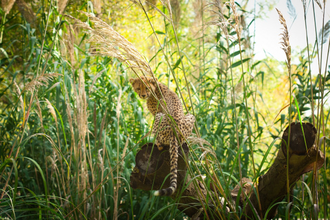 Обои картинки фото животные, гепарды, молодой, гепард, заросли