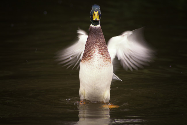 Обои картинки фото животные, утки, вода, стойка, утка