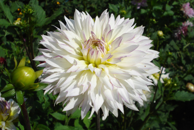 Обои картинки фото цветы, георгины, белый, пышный