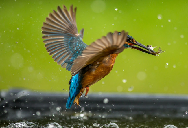 Обои картинки фото животные, зимородки, капли, вода, зимородок, рыбка, добыча