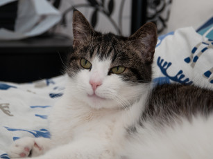 Картинка животные коты ушки усы лежит взгляд коте кот кошка киса