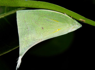 Картинка животные бабочки +мотыльки +моли itchydogimages макро моль крылья