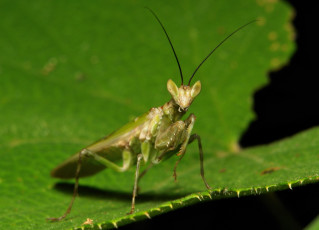 Картинка животные богомолы itchydogimages макро богомол лист насекомое усики