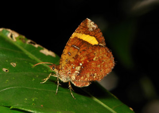 Картинка животные бабочки +мотыльки +моли itchydogimages макро бабочка лист