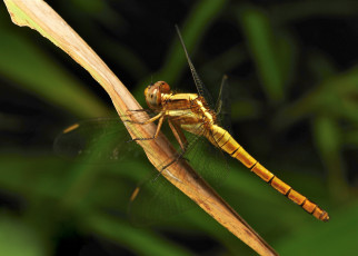 Картинка животные стрекозы itchydogimages макро травинка стрекоза