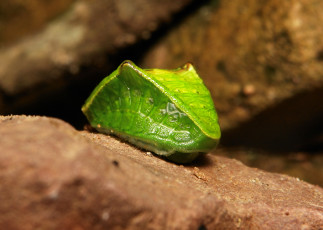 Картинка животные гусеницы itchydogimages макро насекомое